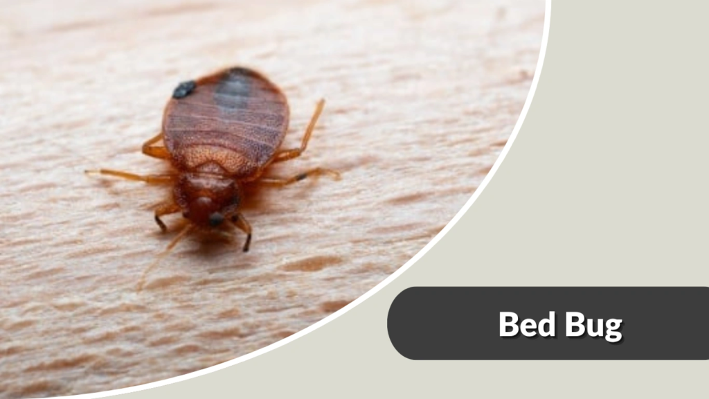 Bed Bug