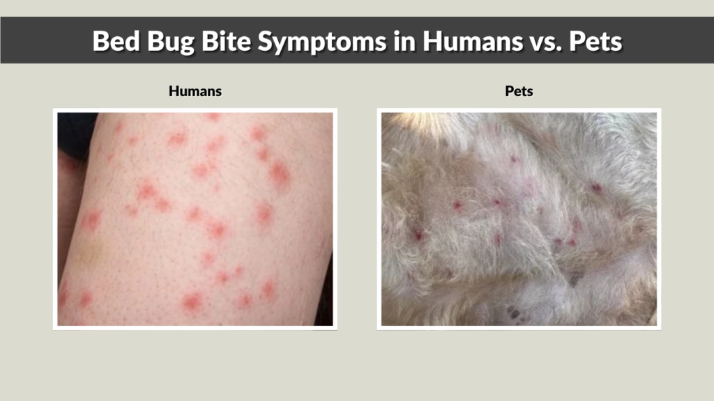 Bed Bug Bite Symptoms in Humans vs. Pets