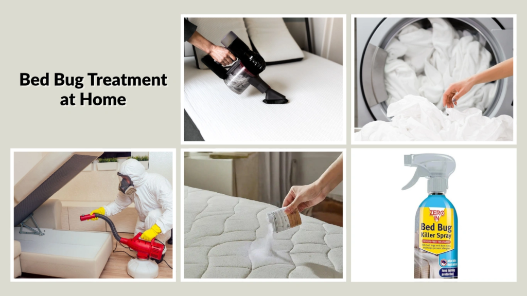 Bed Bug Treatment at Home