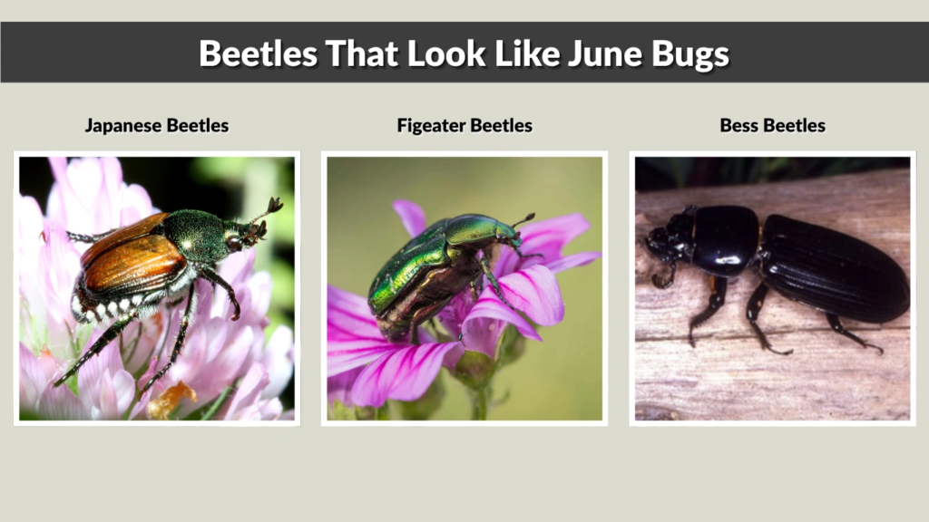 Beetles That Look Like June Bugs