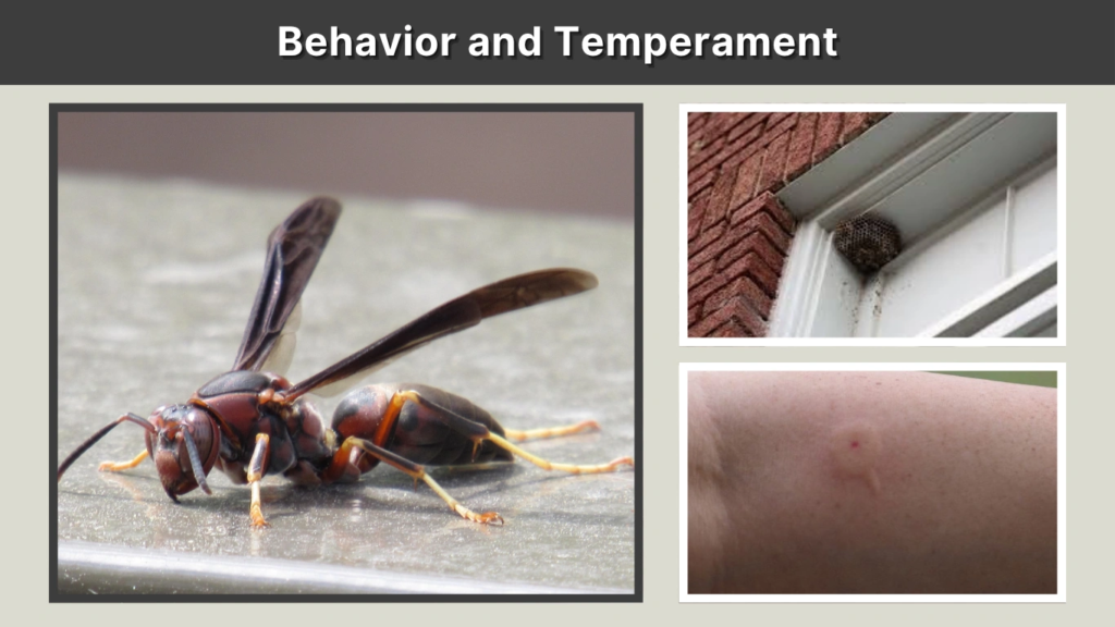 Behavior and Temperament