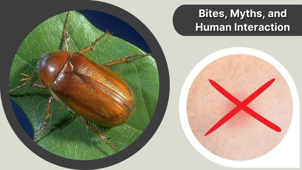 Bites, Myths, and Human Interaction