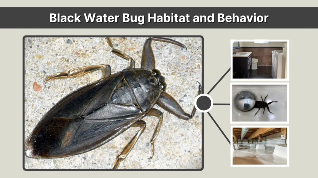 Black Water Bug Habitat and Behavior