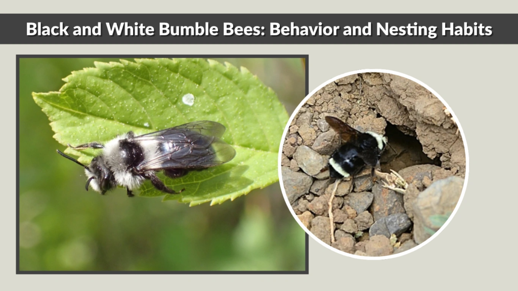 Black and White Bumble Bees Behavior and Nesting Habits