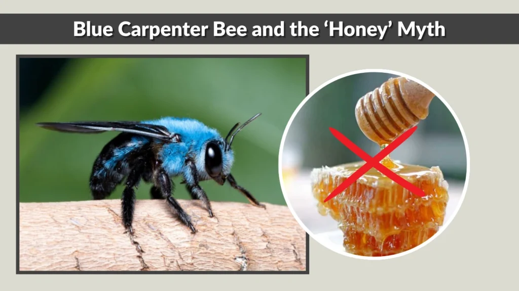Blue Carpenter Bee and the ‘Honey’ Myth