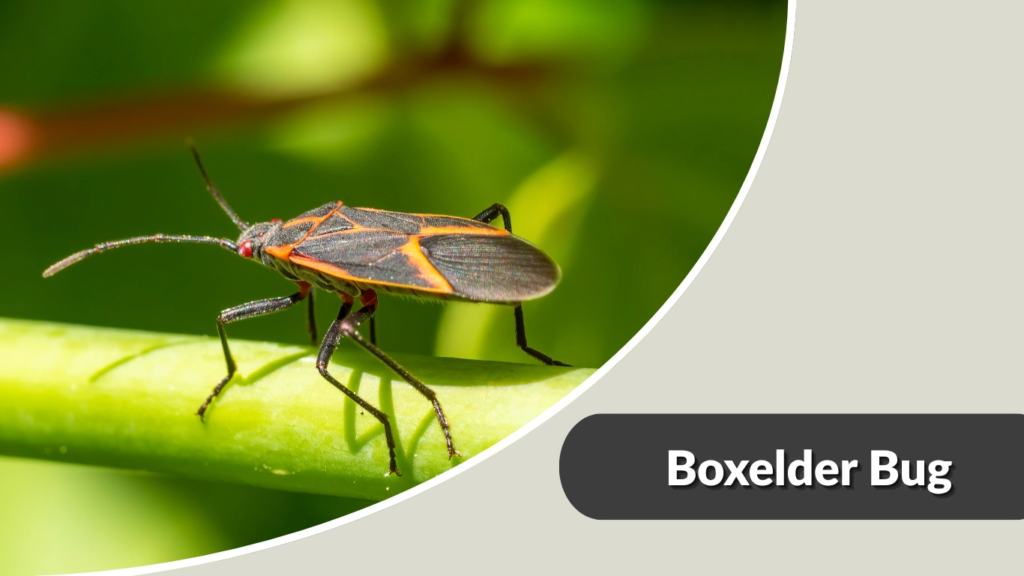 Boxelder Bug