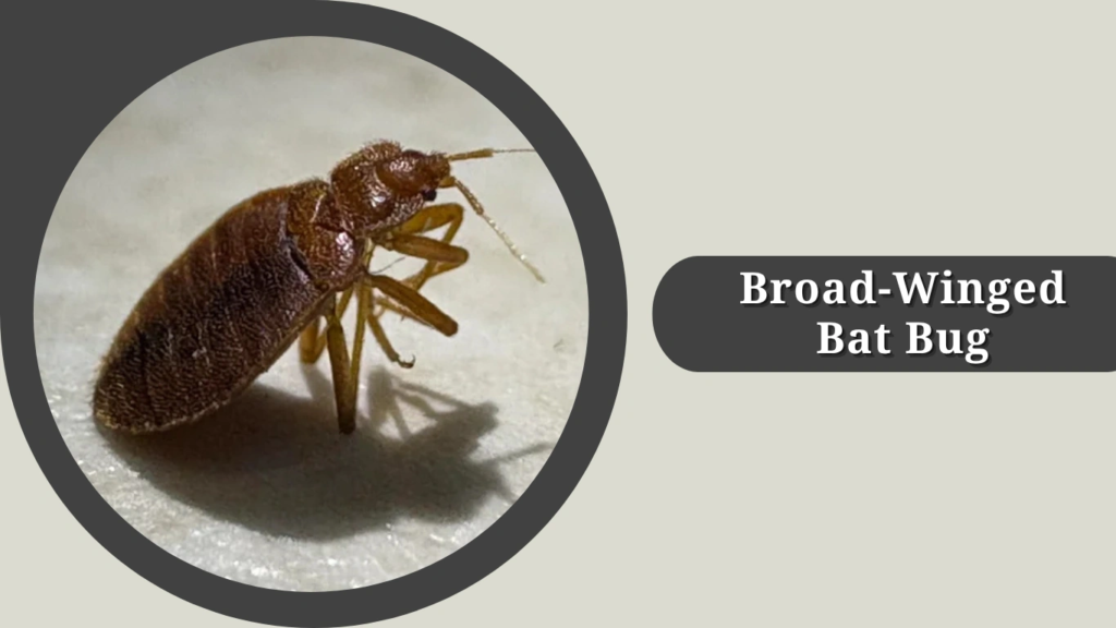 Broad-Winged Bat Bug