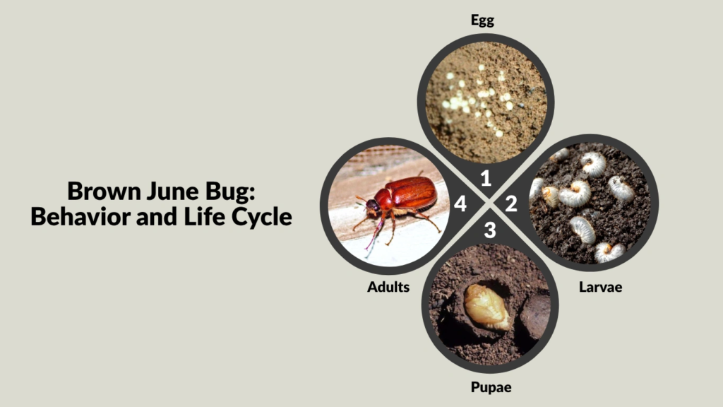 Brown June Bug Behavior and Life Cycle