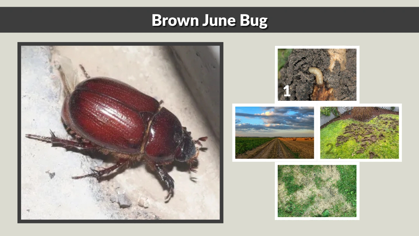 Brown June Bug Identification, Life Cycle, and Control