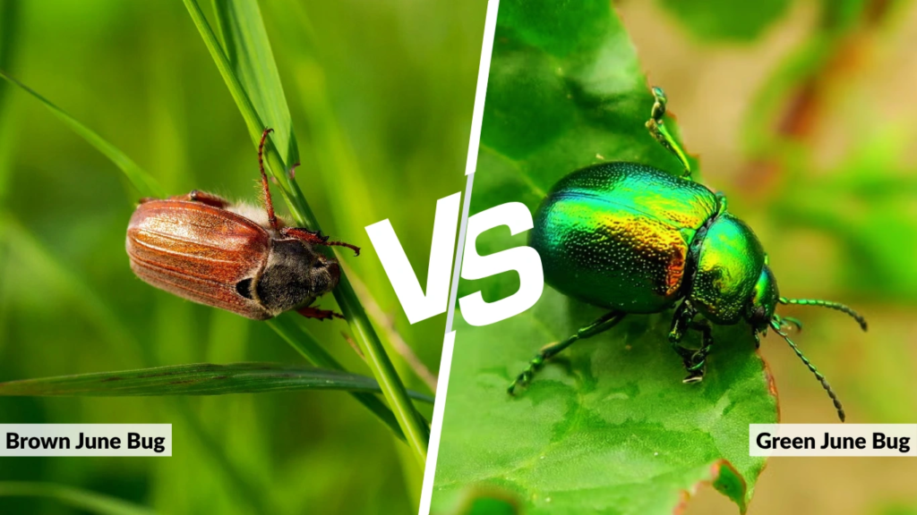 Brown vs Green June Bugs in Control