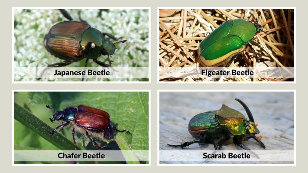 Bugs That Look Like June Bugs