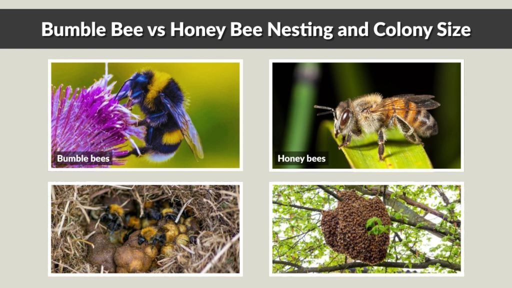 Do Bumble Bees Make Honey? Bumble Bee vs Honey Bee