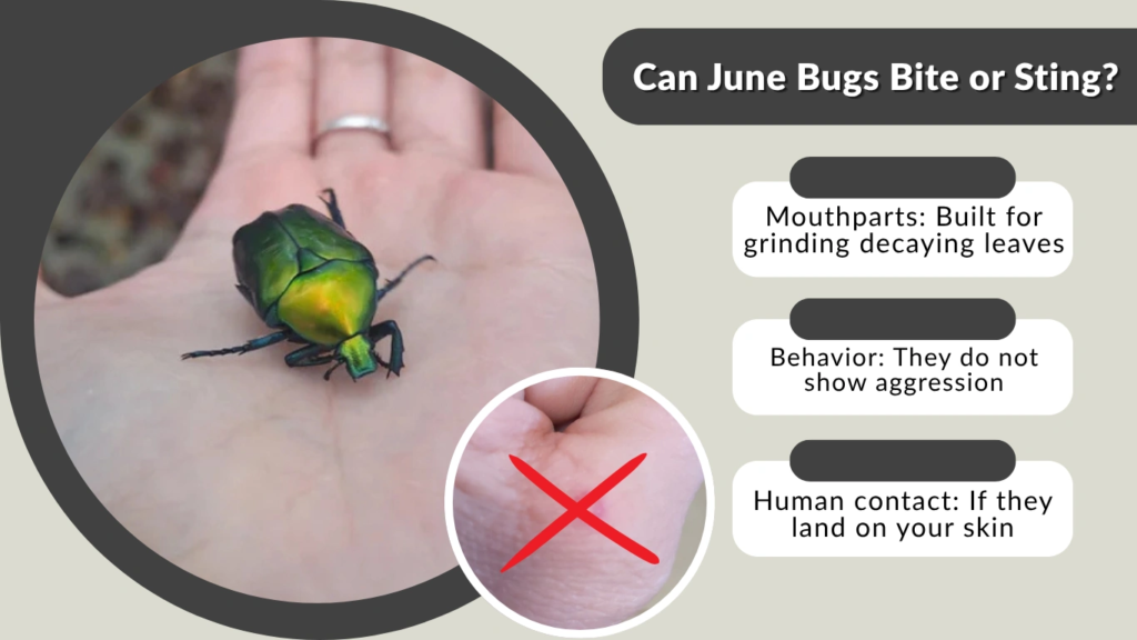 Can June Bugs Bite or Sting