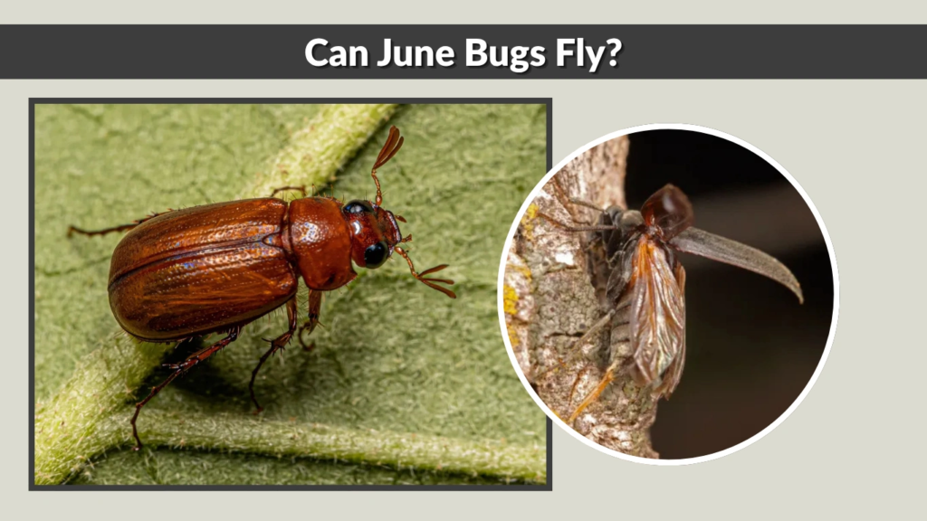 Can June Bugs Fly