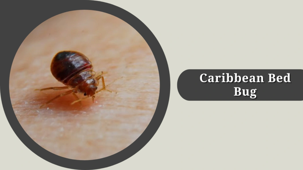 Caribbean Bed Bug