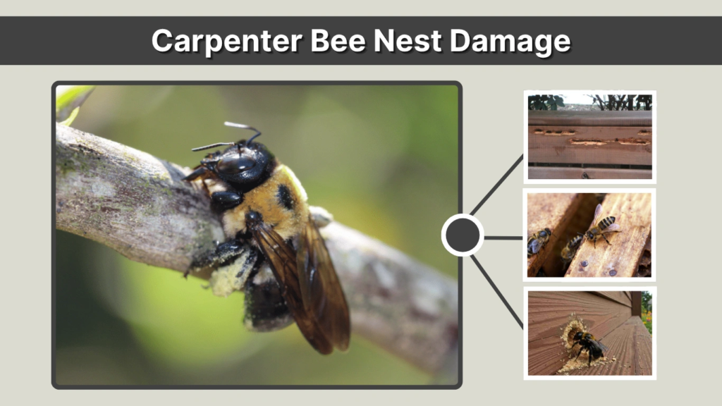 Carpenter Bee Nest Damage