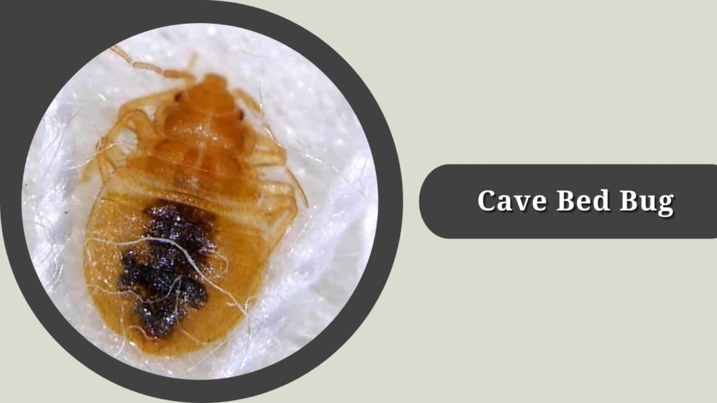 Cave Bed Bug
