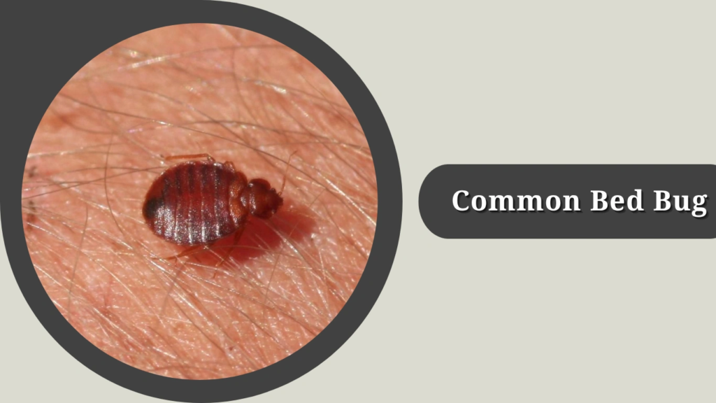 Common Bed Bug
