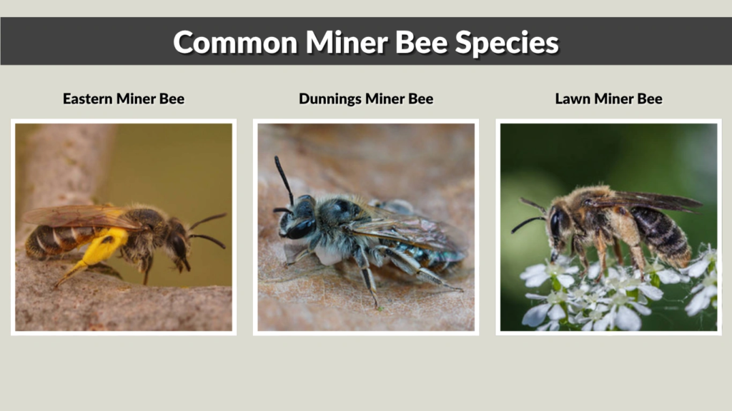 Common Miner Bee Species