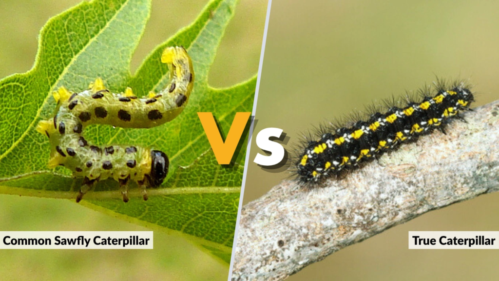 Common Sawfly Caterpillar vs True Caterpillar