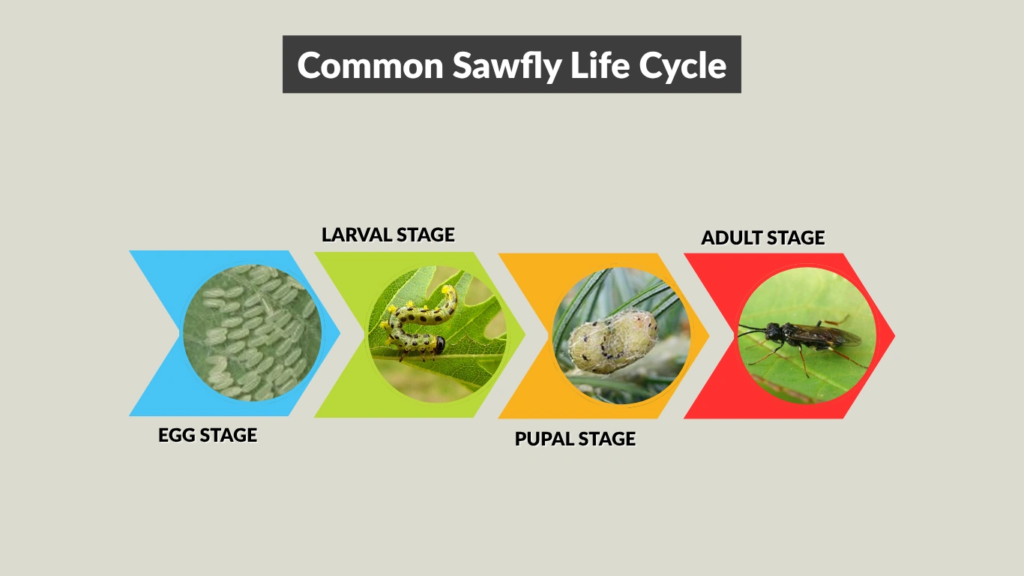 Common Sawfly Life Cycle