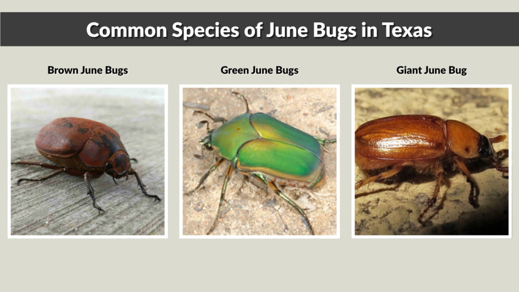 Common Species of June Bugs in Texas