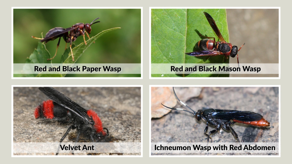 Common Species of Red and Black Wasps