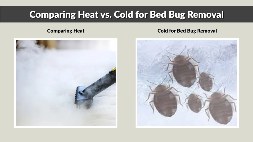 Comparing Heat vs. Cold for Bed Bug Removal