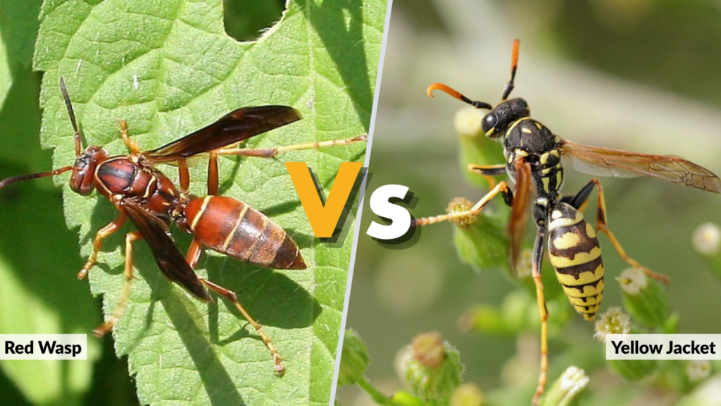 Comparison Red Wasp vs Yellow Jacket
