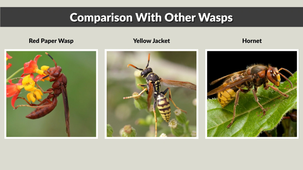 Comparison With Other Wasps