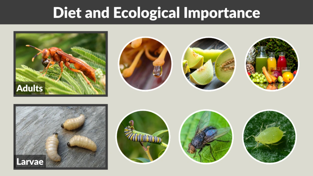 Diet and Ecological Importance