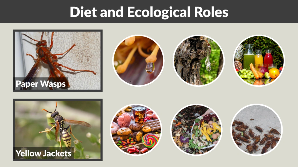 Diet and Ecological Roles