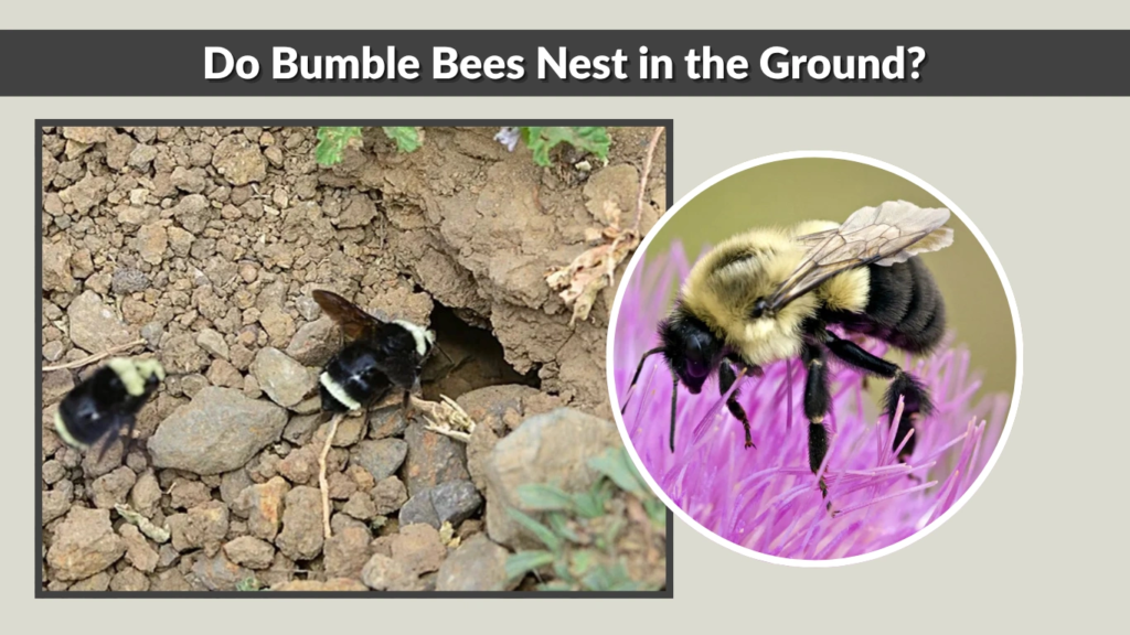 Bumble Bee Nests What They Look Like And Identification Bumble Bee Nests What They Look Like And Identification