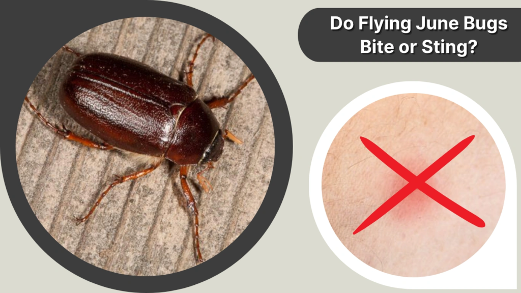 Do Flying June Bugs Bite or Sting