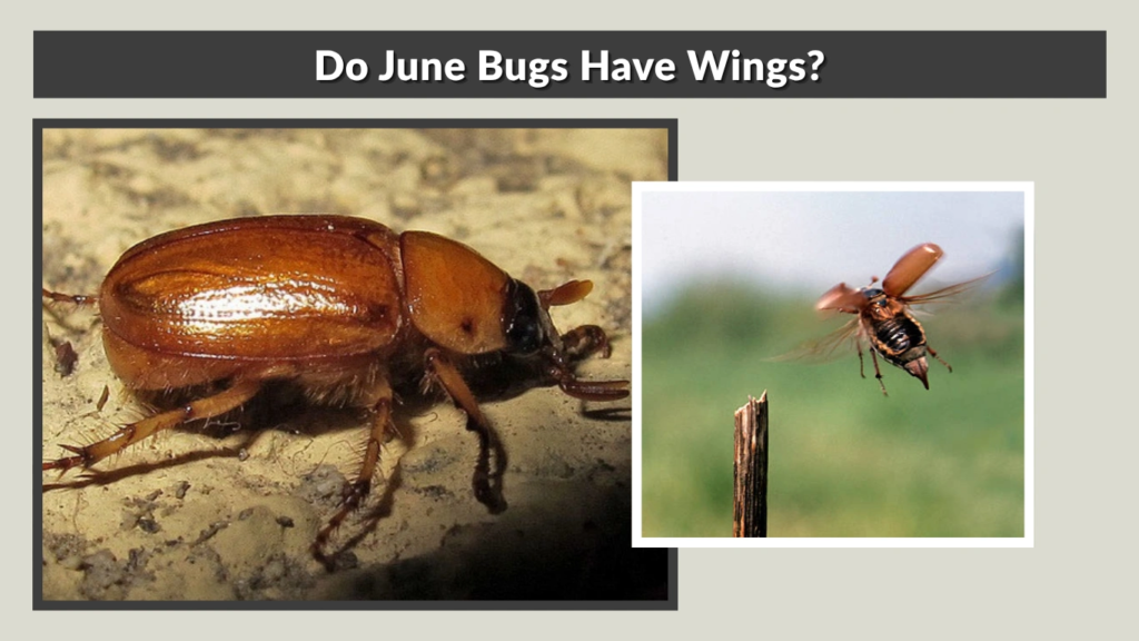 Do June Bugs Have Wings