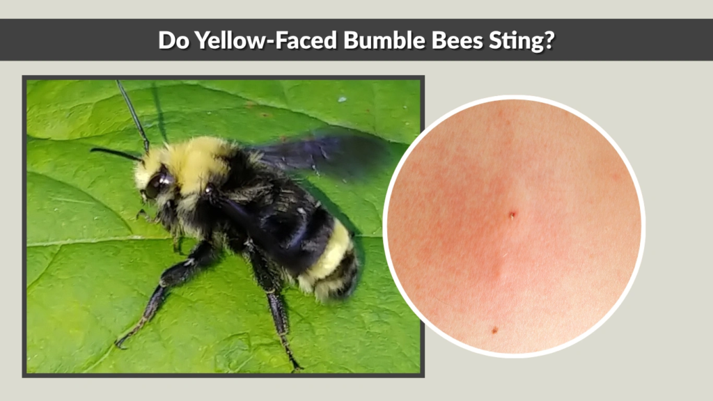 Do Yellow-Faced Bumble Bees Sting