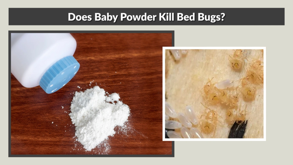 Does Baby Powder Kill Bed Bugs