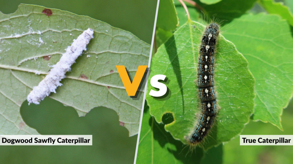 Dogwood Sawfly Caterpillar vs True Caterpillar