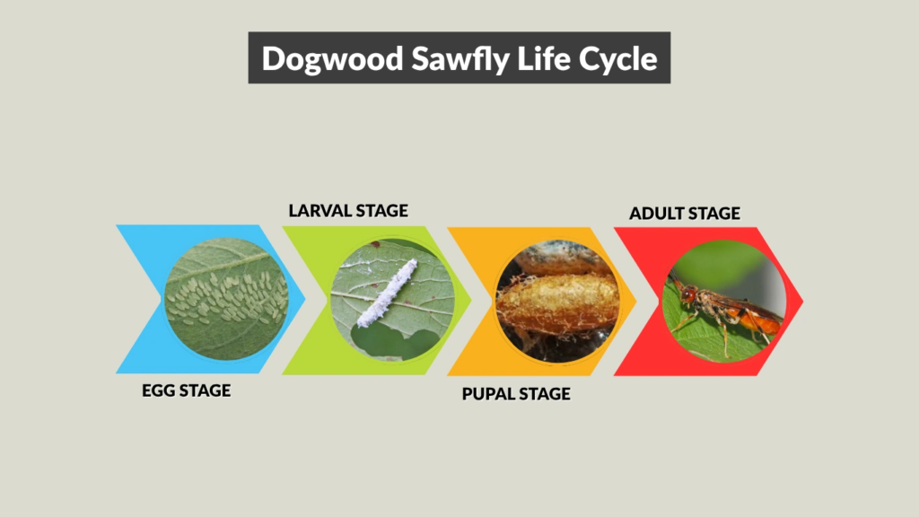 Dogwood Sawfly Life Cycle