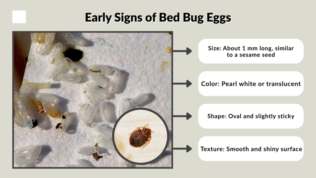 Early Signs of Bed Bug Eggs