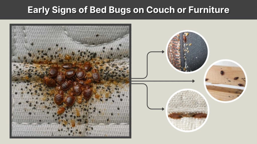 Early Signs of Bed Bugs on Couch or Furniture