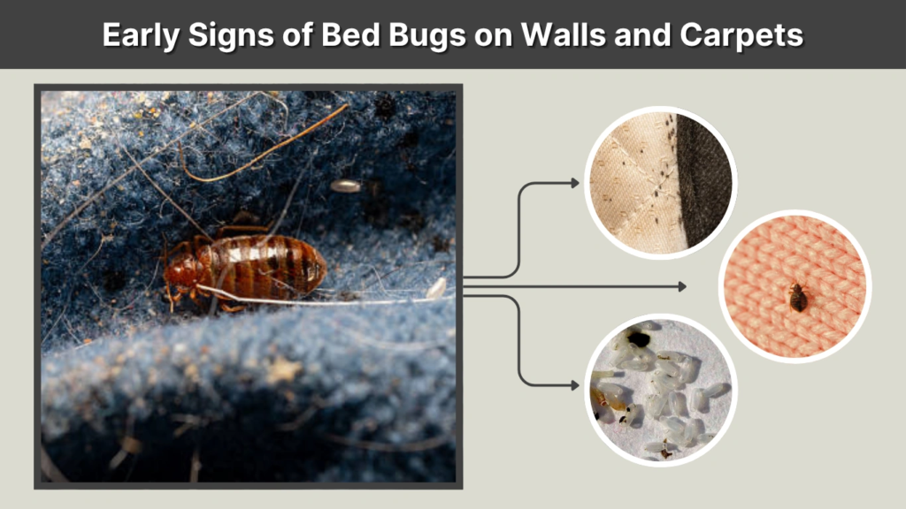 Early Signs of Bed Bugs on Walls and Carpets