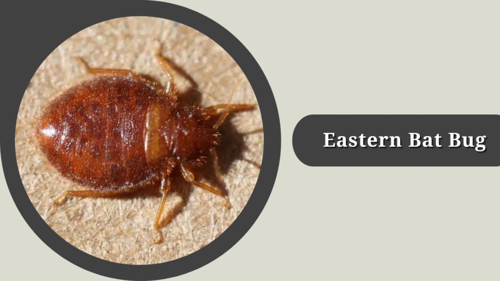 Eastern Bat Bug