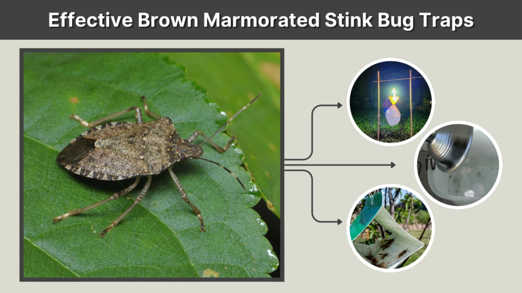 Effective Brown Marmorated Stink Bug Traps
