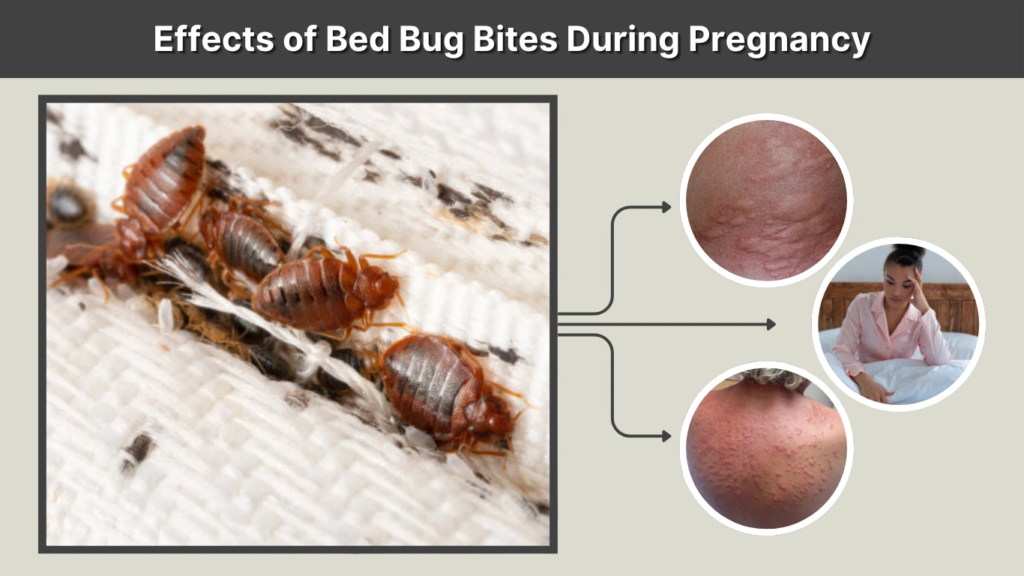 Effects of Bed Bug Bites During Pregnancy