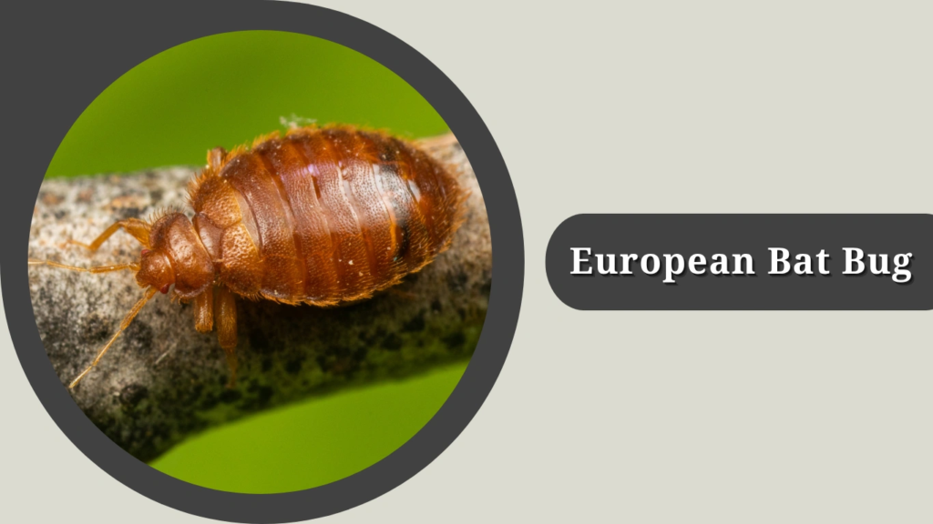 European Bat Bug