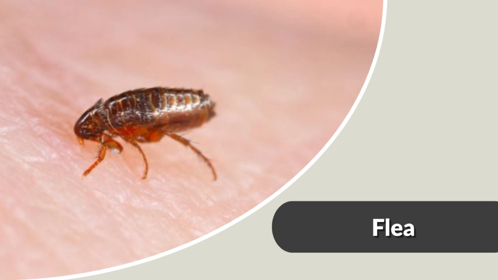 Flea
