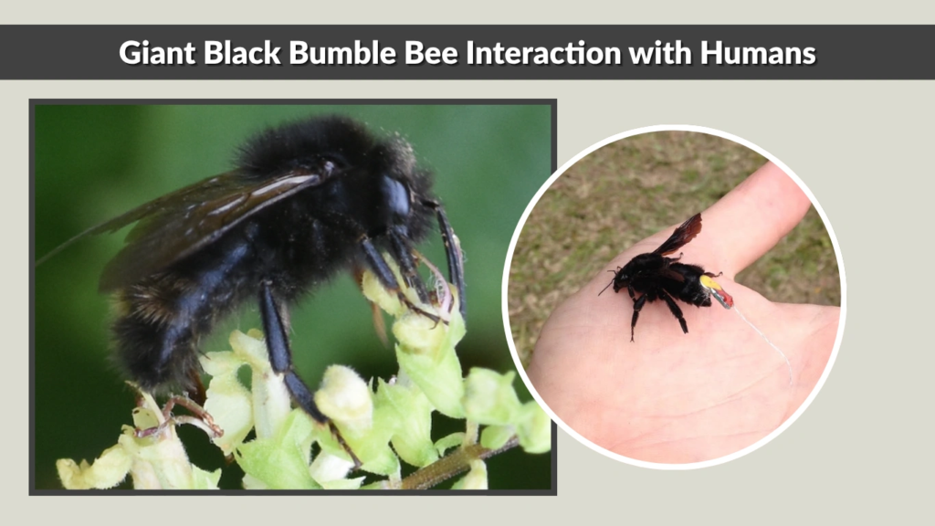 Giant Black Bumble Bee Interaction with Humans