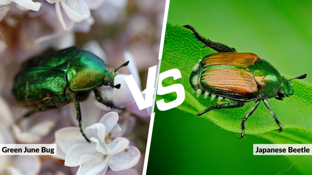 Green June Bug vs. Japanese Beetle