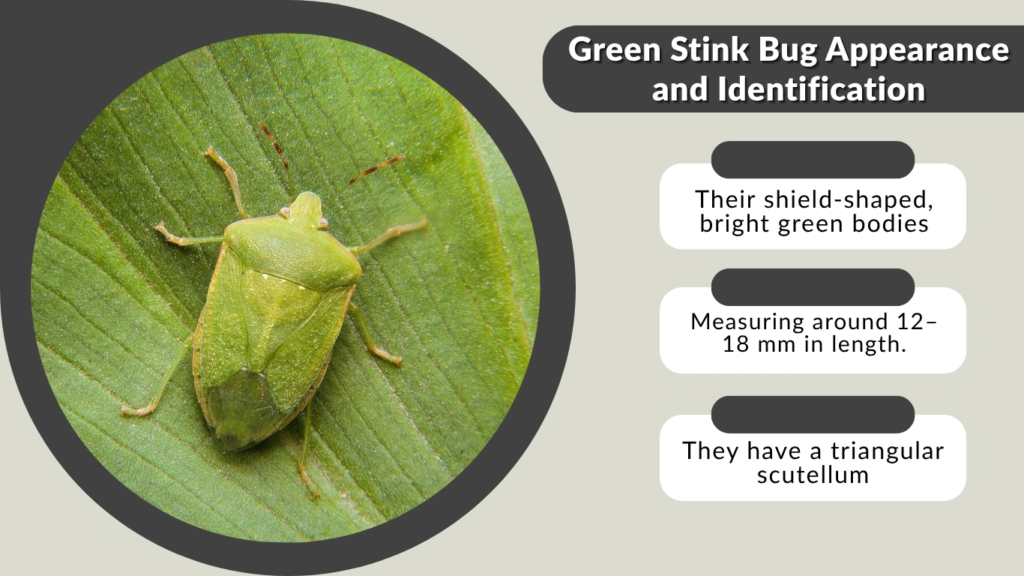 Green Stink Bug Appearance and Identification